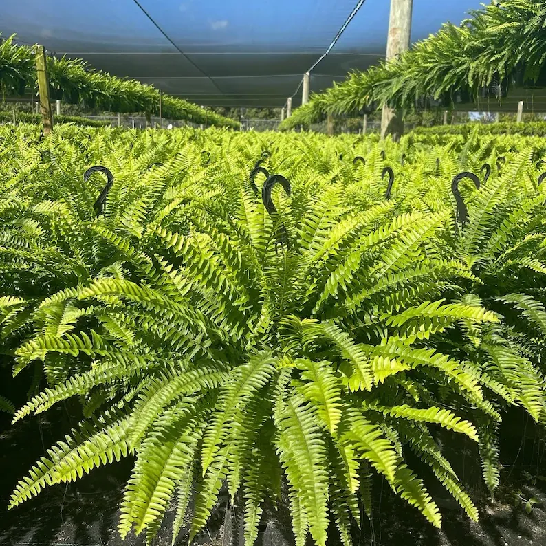 🌱UV-bestendige, levensechte kunstmatige Bostonvaren
