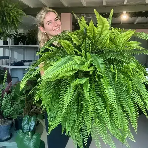 🌱UV-bestendige, levensechte kunstmatige Bostonvaren