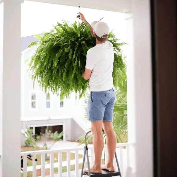 🌱UV-bestendige, levensechte kunstmatige Bostonvaren