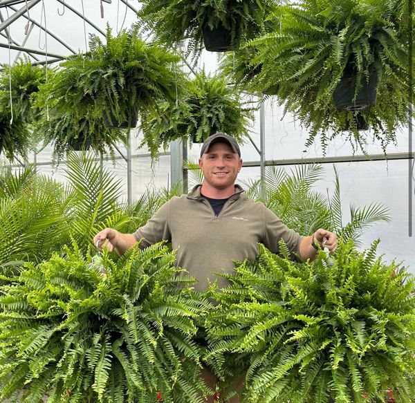 🌱UV-bestendige, levensechte kunstmatige Bostonvaren